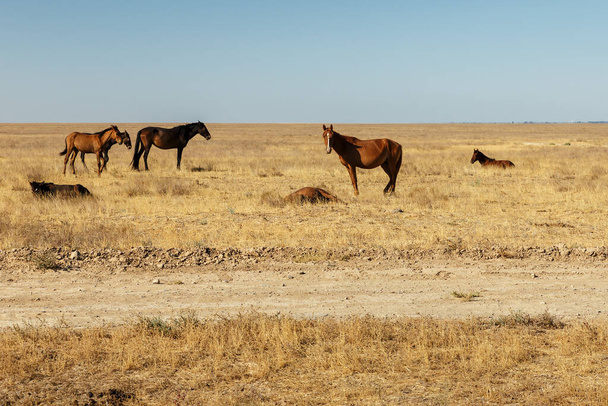 τα άλογα τρώνε ξερό γρασίδι στο βοσκοτόπι στη στέπα του Καζακστάν - Φωτογραφία, εικόνα
