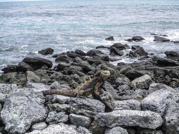 iguanas marinas en una roca en las islas Galápagos
 - Foto, imagen