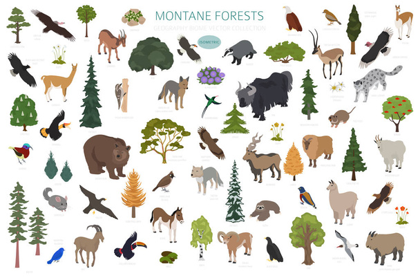 Montane δάσος βιότοπος, φυσική περιοχή infographic. Ισομετρική εκδοχή. Παγκόσμιος χάρτης χερσαίων οικοσυστημάτων. Ζώα, πουλιά και φυτά σετ σχεδιασμού οικοσυστημάτων. Εικονογράφηση διανύσματος - Διάνυσμα, εικόνα