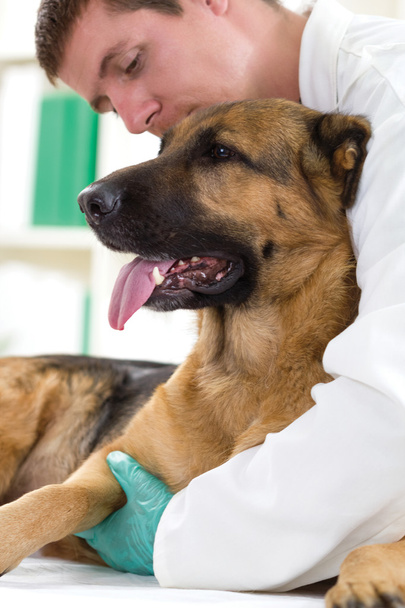 veterinarian hugging dog - Фото, зображення