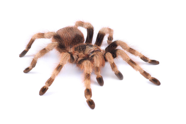Tarantula spider, female (Nhandu coloratovilosum) - Foto, Imagen