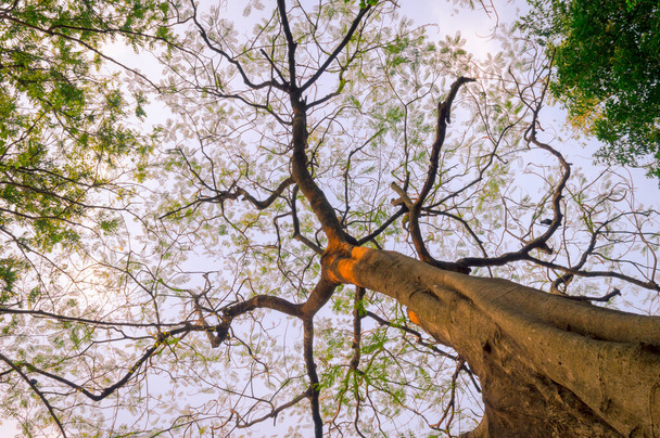 Fákat nézegetek. Magas faág napnyugtakor. Erdős erdős környezet hátterek. Absztrakt természetes minta textúra. Jharkhand India - Fotó, kép