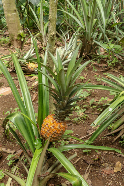 Jonge ananas rijpt in tropische jungle op Bali eiland. Ananas comosus rijpt en verkrijgt oranje kleur. Extra zoet tropisch fruit Nanas Madu. Een vrucht van een exotische vrucht Bromelia ananas. - Foto, afbeelding