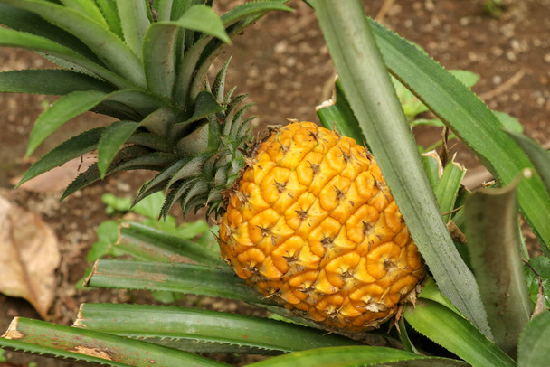 Крупный план молодого созревающего ананаса в тропических джунглях острова Бали. Ананас Комос созревает и приобретает оранжевый цвет. Сладкий, кислый и сочный вкус. Есть много клетчатки, витамина С и минералов
. - Фото, изображение