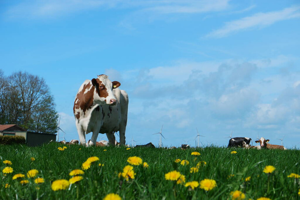 Dutch cows in the meadow during Spring in the Netherlands at Noordoostpolder Flevoland, black and white cows in the grass - Photo, Image