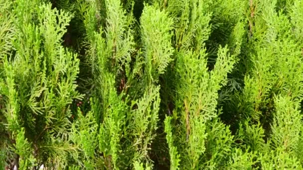 Πράσινο χρώμα δυτικό κόκκινο φύλλο κέδρου φυτό σε άνθιση. Αφήνει τον άνεμο να φυσάει. Κοντινό πλάνο. Επικεντρωθείτε σε αντικείμενα πρώτου επιπέδου. Αφηρημένη υφή χρώματος φόντου. Προστασία του περιβάλλοντος. - Πλάνα, βίντεο