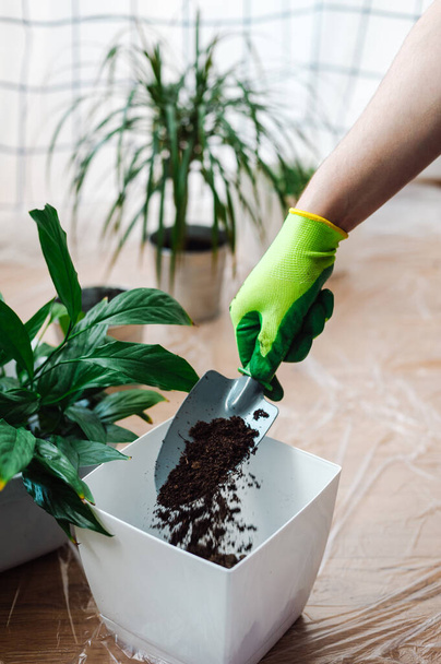 Ein Gärtner verpflanzt die Zimmerpflanze Spathiphyllum. Boden vorbereiten - die Erde in einen Topf gießen. Gartenkonzept für zu Hause. - Foto, Bild