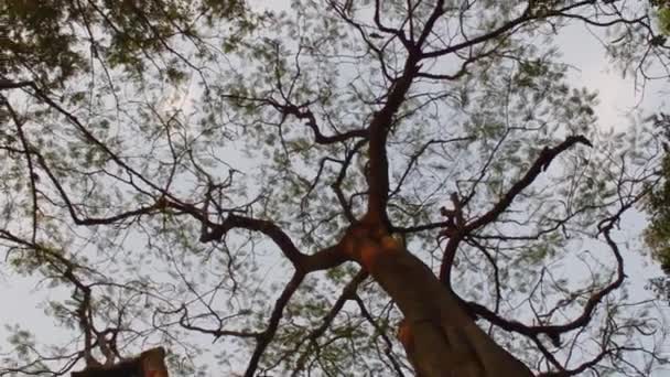 木を見上げなさい。日光の下で背の高い高い木の枝日没。森林の森林環境背景。抽象的な自然パターンテクスチャ。ジャールカンド・インディア - 映像、動画