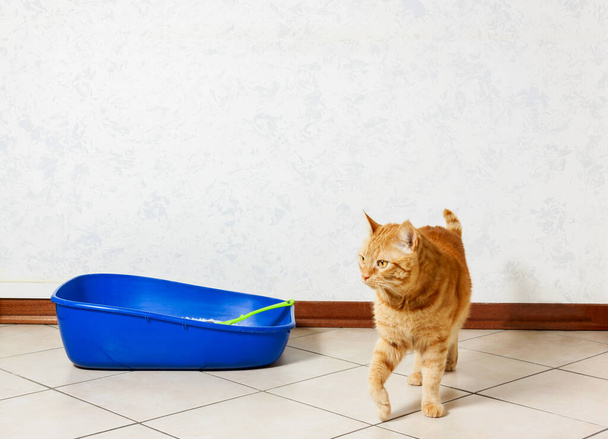 Entzückende rote Katze in Wurfbox drinnen. Haustierpflege - Foto, Bild
