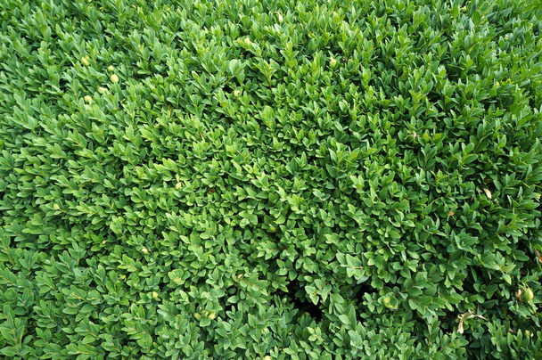 Follaje del árbol de la caja Buxus sempervirens. Fondo verde natural
. - Foto, imagen
