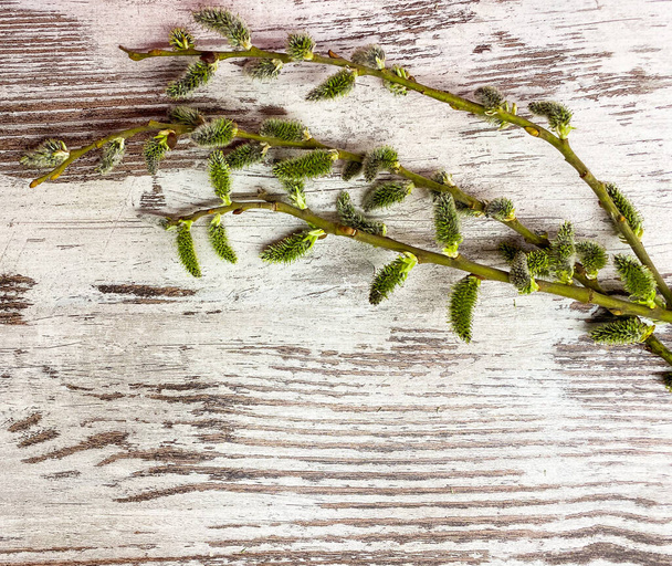 Close-up van wilgenplanten twijgen op abstracte houten ondergrond. - Foto, afbeelding