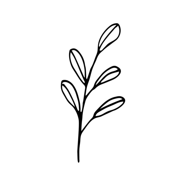 Aranyos egykezes rajzolt növényi elemek. Elszigetelve, fehér háttérrel. Doodle vektor illusztráció esküvői tervezés, logó és üdvözlőkártya. - Vektor, kép