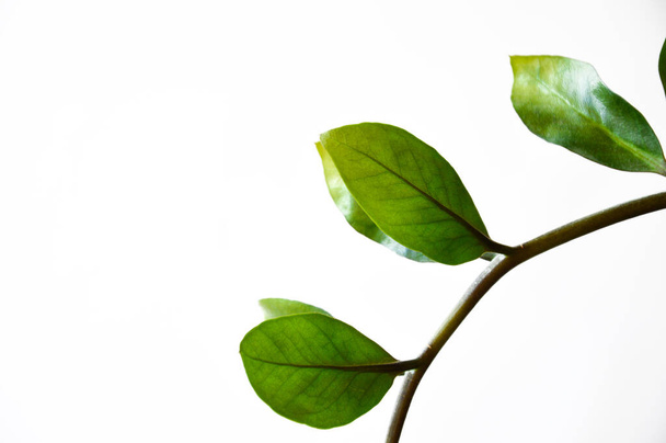 a branch with green leaves. houseplant. green flower on a white background.  - Фото, изображение