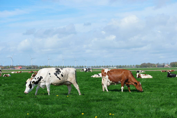 Dutch cows in the meadow during Spring in the Netherlands at Noordoostpolder Flevoland, black and white cows in the grass - Photo, Image