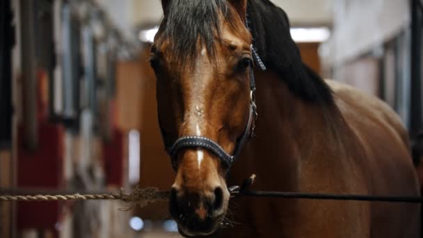 Lovaglás - torkolat egy ló bőr kantáron álló istálló kötött - Felvétel, videó