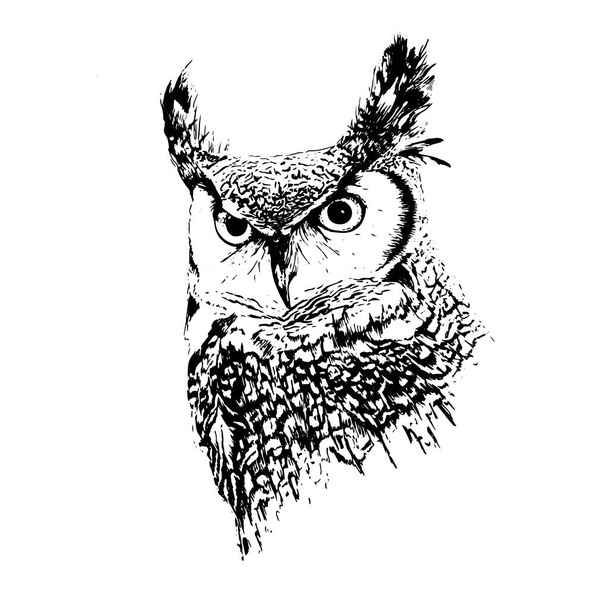 портрет рогатой совы
 - Вектор,изображение