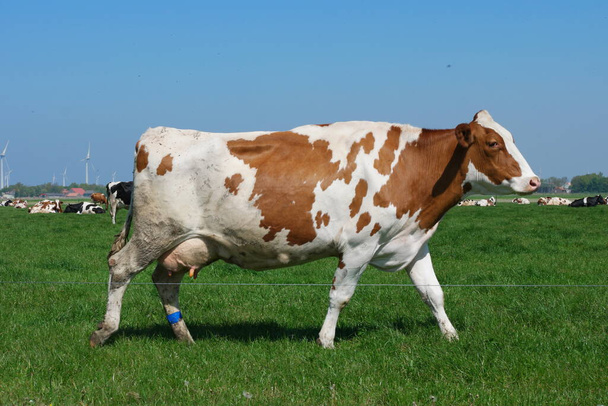 Vaches néerlandaises dans la prairie au printemps aux Pays-Bas au Noordoostpolder Flevoland, vaches noires et blanches dans l'herbe
 - Photo, image