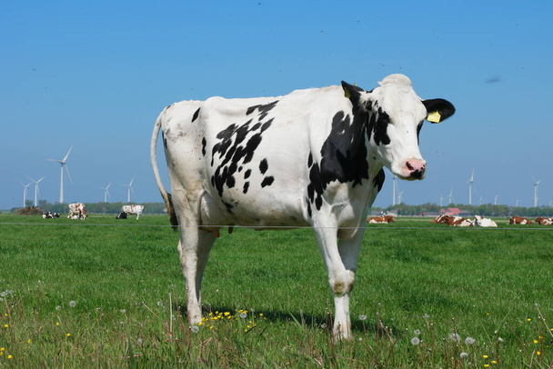 Vacas holandesas no prado durante a primavera nos Países Baixos em Noordoostpolder Flevoland, vacas pretas e brancas na grama
 - Foto, Imagem