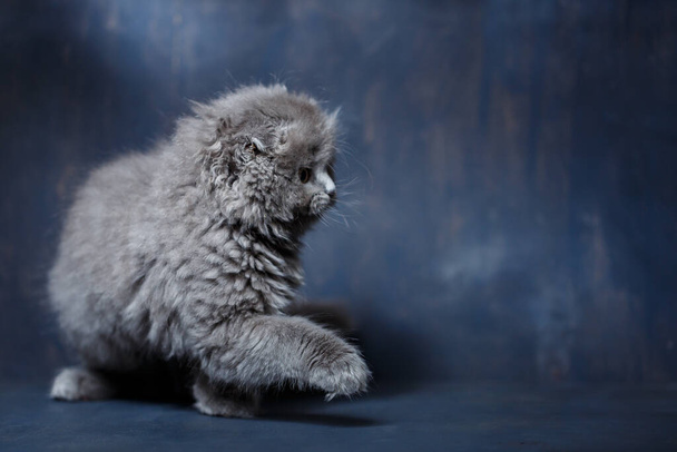 Gray little cat of breed Scottish fold plays on a gray background - Photo, Image
