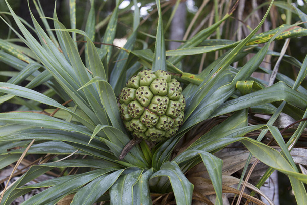 Een Pandanus plant in Nieuw Caledonië - Foto, afbeelding