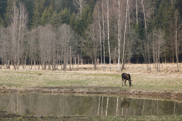 Young brown elk drinking water from the small lake in national reserve - Foto, Imagen