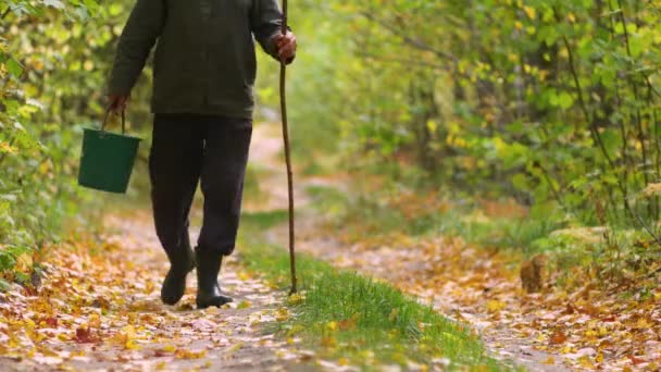 Człowiek idzie przez jesienny las - Materiał filmowy, wideo