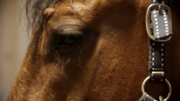 Jízda na koni - hnědák v kožených otěžích - Záběry, video