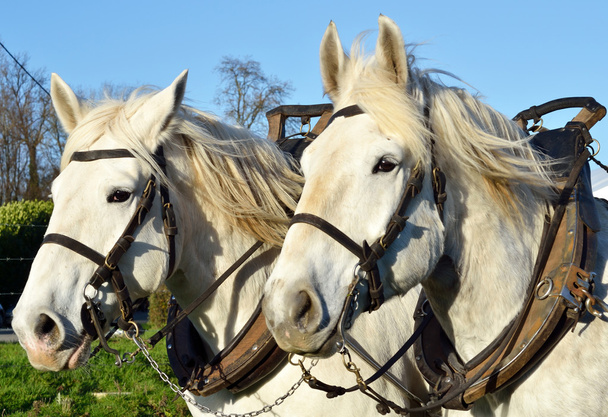 Konie rasy boulonnaise - Zdjęcie, obraz