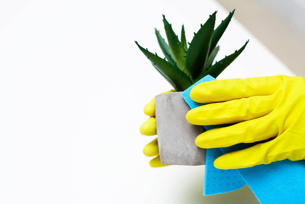 Закрытие рабочих рук, вытирающих пыль в офисе в жёлтых перчатках
 - Фото, изображение