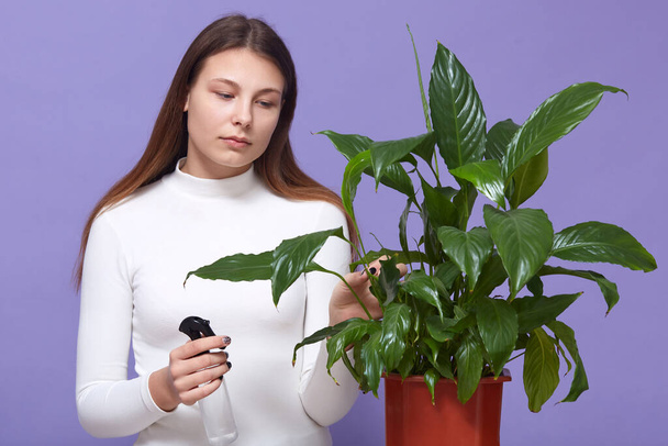 Portrait of young tired sweet female with long hair holding bottle with liquid, watering green plant, doing her household chores, wearing white sweater, having disappointed facial expression. - 写真・画像