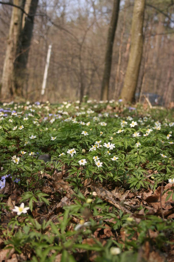 the beautiful anemones in the warm spring forest - Photo, Image