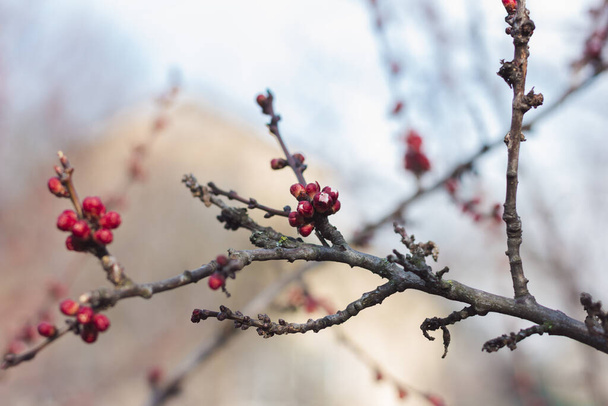 Rama con capullos rojos. Albaricoque de primavera
 - Foto, Imagen
