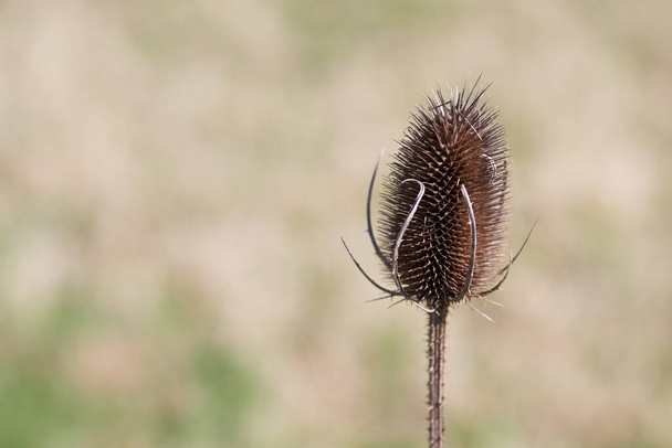 A dry Fuller's teasel (Dipsacus sativus fullonum) flower by a sunny winter afternoon - Photo, Image