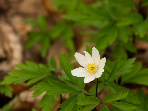 Close up of white wood anemone in forest, early spring. Selective focus. - Photo, Image