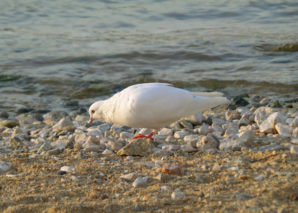 Una bellissima colomba bianca sulla spiaggia esposta al sole dell'isola di Mykonos, Grecia
 - Foto, immagini