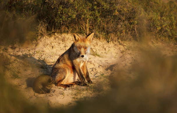 Detail mladé lišky obecné (Vulpes vulpes) při západu slunce. - Fotografie, Obrázek
