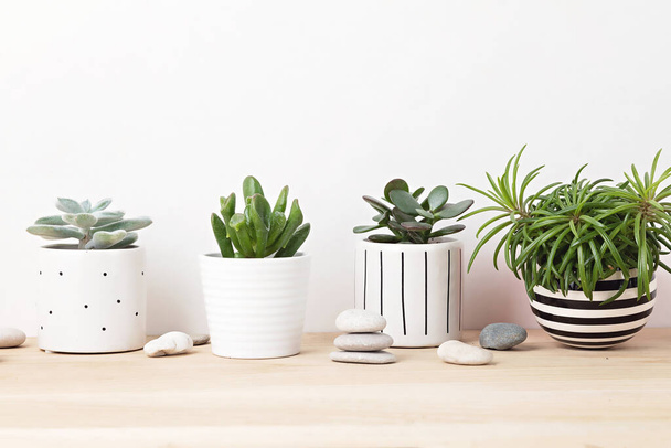 Collection of various succulents and plants in colored pots. Potted cactus and house plants against light wall. The stylish interior home garden comcept - Photo, Image