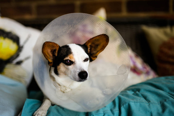 Malý Jack Russell kříž Papillon štěně nosí ochranný kužel po operaci u veterináře - Fotografie, Obrázek