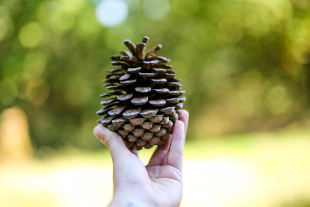 A person holding up a large pine cone - Photo, Image