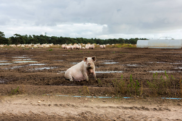 Un solo adulto pastoreo criado Suffolk cerdo - Foto, imagen