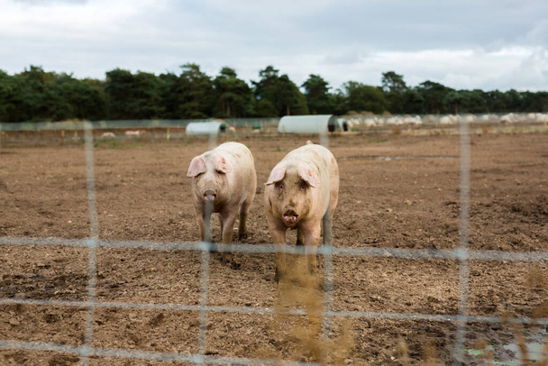 Um pequeno grupo de pastos adultos criados Suffolk porcos - Foto, Imagem