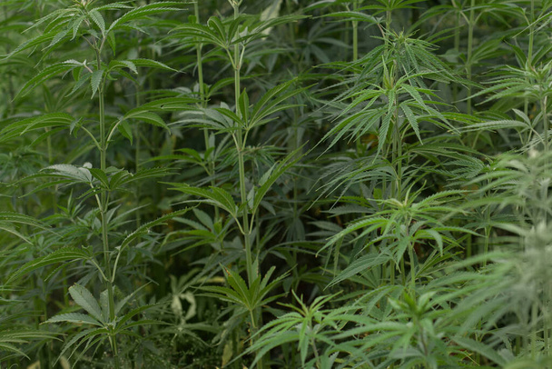 Kannabisznövények nő a szabadban marihuána bimbók - Fotó, kép