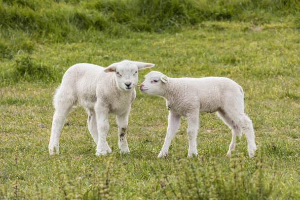 Jehňata a ovce na holandské hrázi u jezera Ithe Selmeer, Jarní výhledy, Nizozemsko Noordoostpolder Flevoland - Fotografie, Obrázek