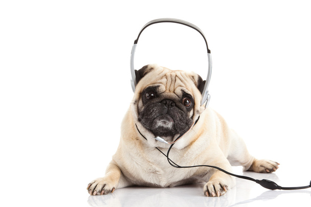 Pug σκυλί με ακουστικά που απομονώνονται σε λευκό φόντο callcenter - Φωτογραφία, εικόνα