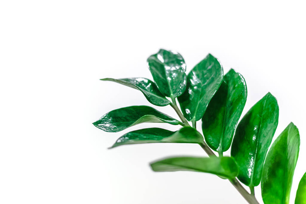 Зелене свіже листя кімнатних рослин ізольовано на білому тлі з копіювальним простором. Концепція домашнього садівництва
. - Фото, зображення