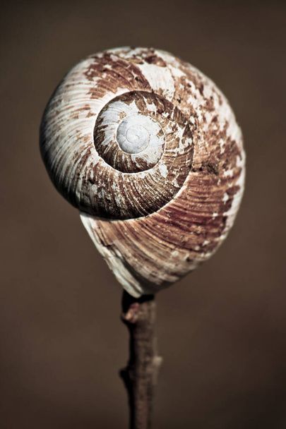 forme spirale d'un escargot, image symbolique de la croissance
 - Photo, image