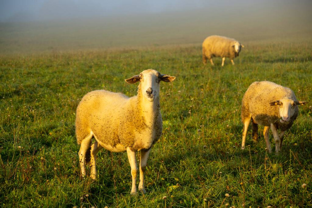 Ovelhas no prado comendo grama no rebanho durante o nascer do sol colorido ou pôr do sol. Eslováquia - Foto, Imagem