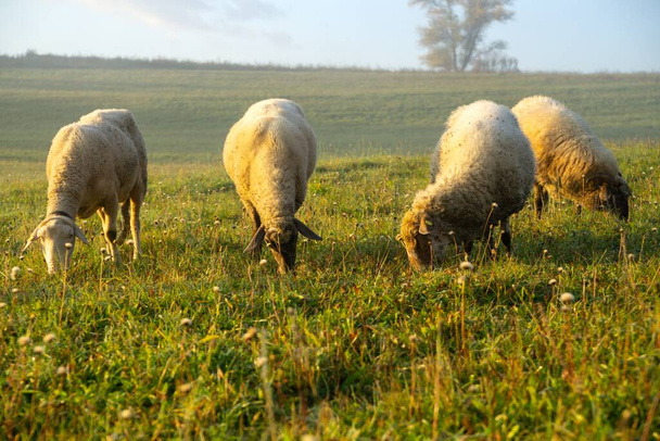 カラフルな日の出や日没の間に群れの草を食べる牧草地に羊。スロバキア - 写真・画像