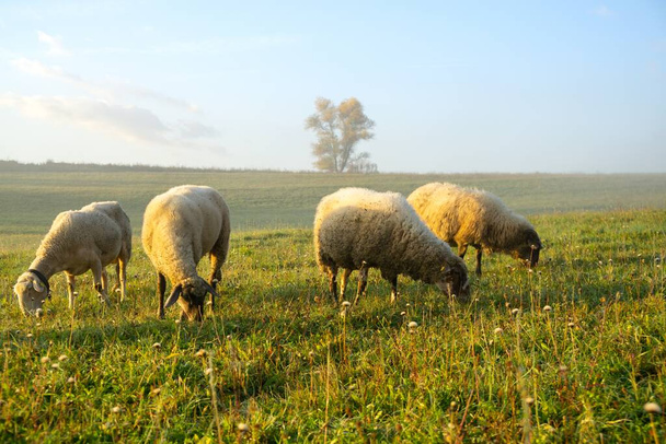 Овцы на лугу едят траву в стаде во время красочного восхода или заката солнца. Словакия - Фото, изображение