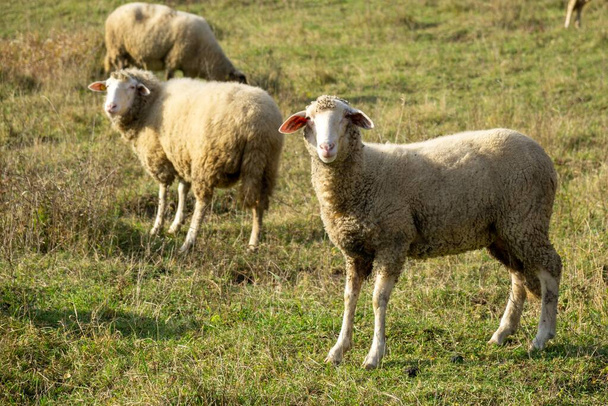 Овцы на лугу едят траву в стаде во время красочного восхода или заката солнца. Словакия - Фото, изображение